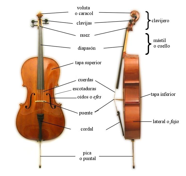 partes de un violonchelo